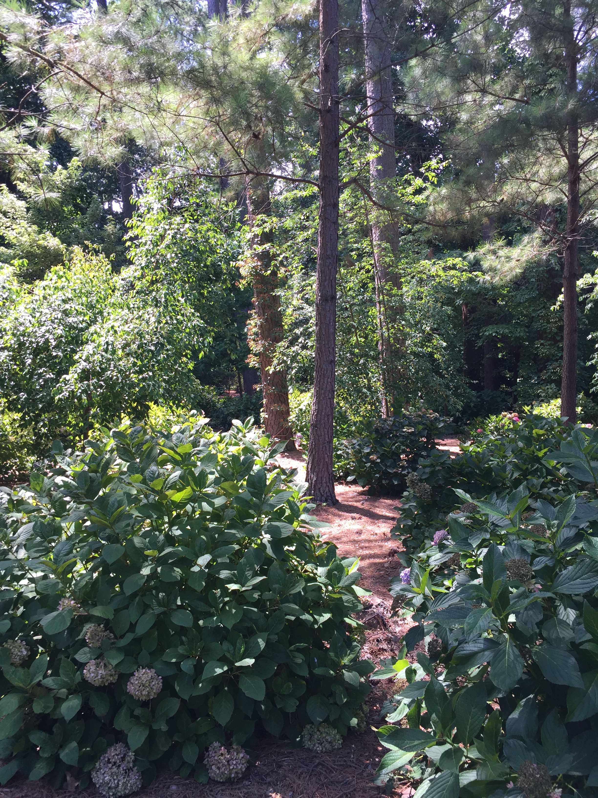 Entrance to the Kaufman Hydrangea Garden, which features both Asian bigleaf and native species. Photo © 2018 Elaine Mills.