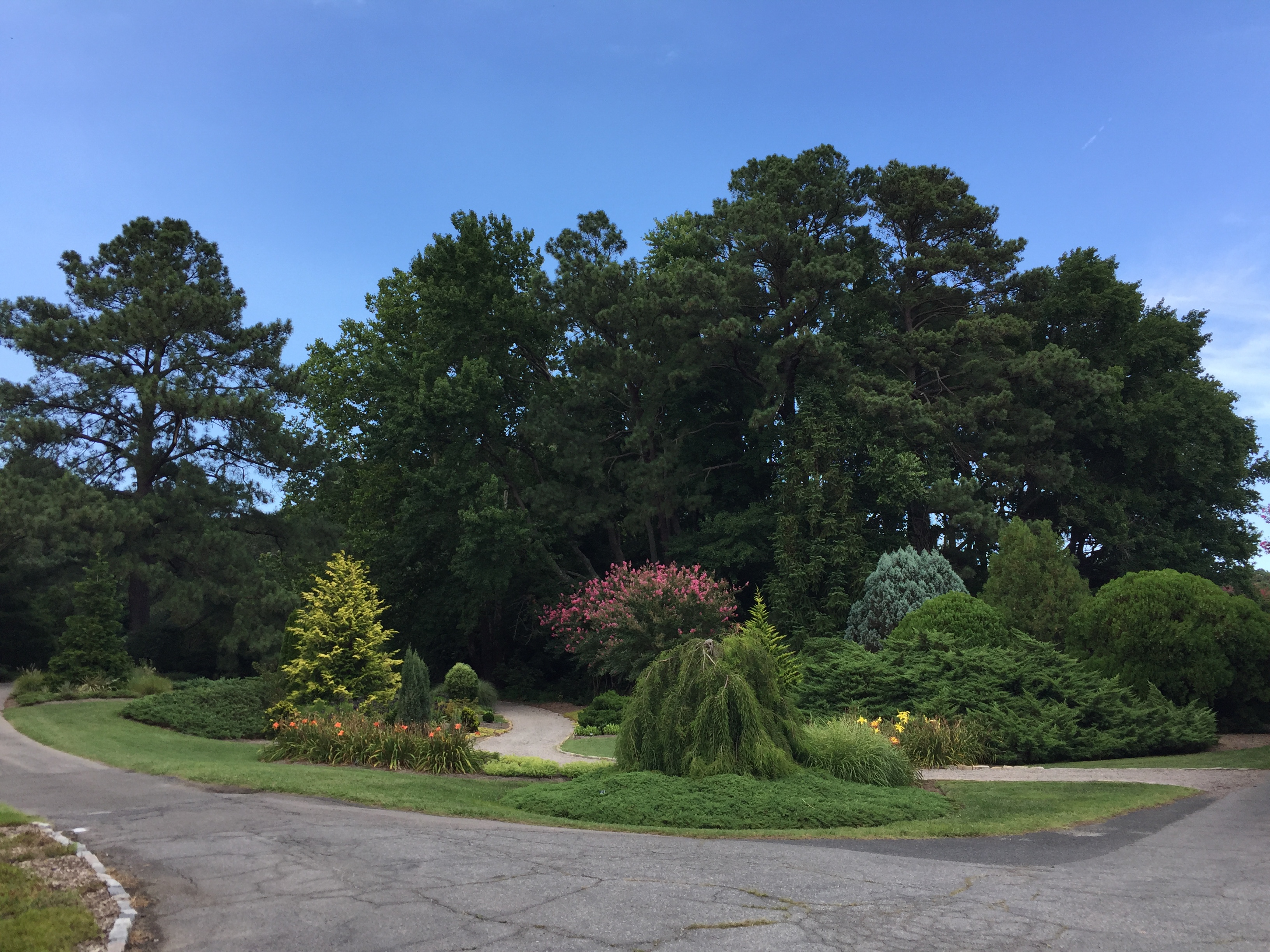 A variety of shrubs and trees in the Conifer Garden. Photo © 2018 Elaine Mills