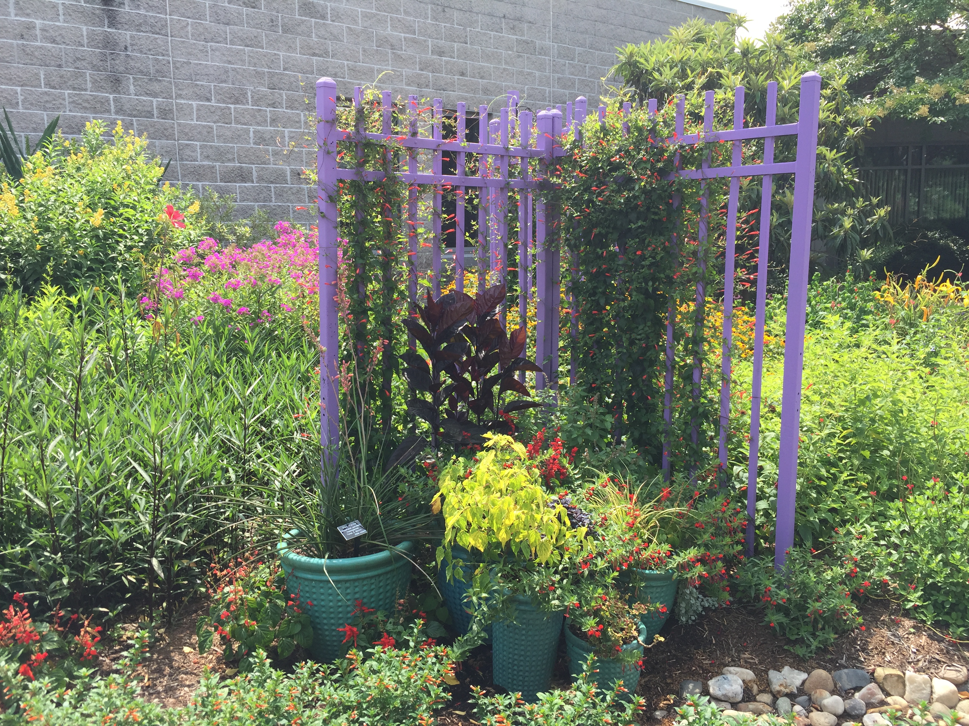 Colorful plants in the Hummingbird Garden. Photo © Elaine Mills.
