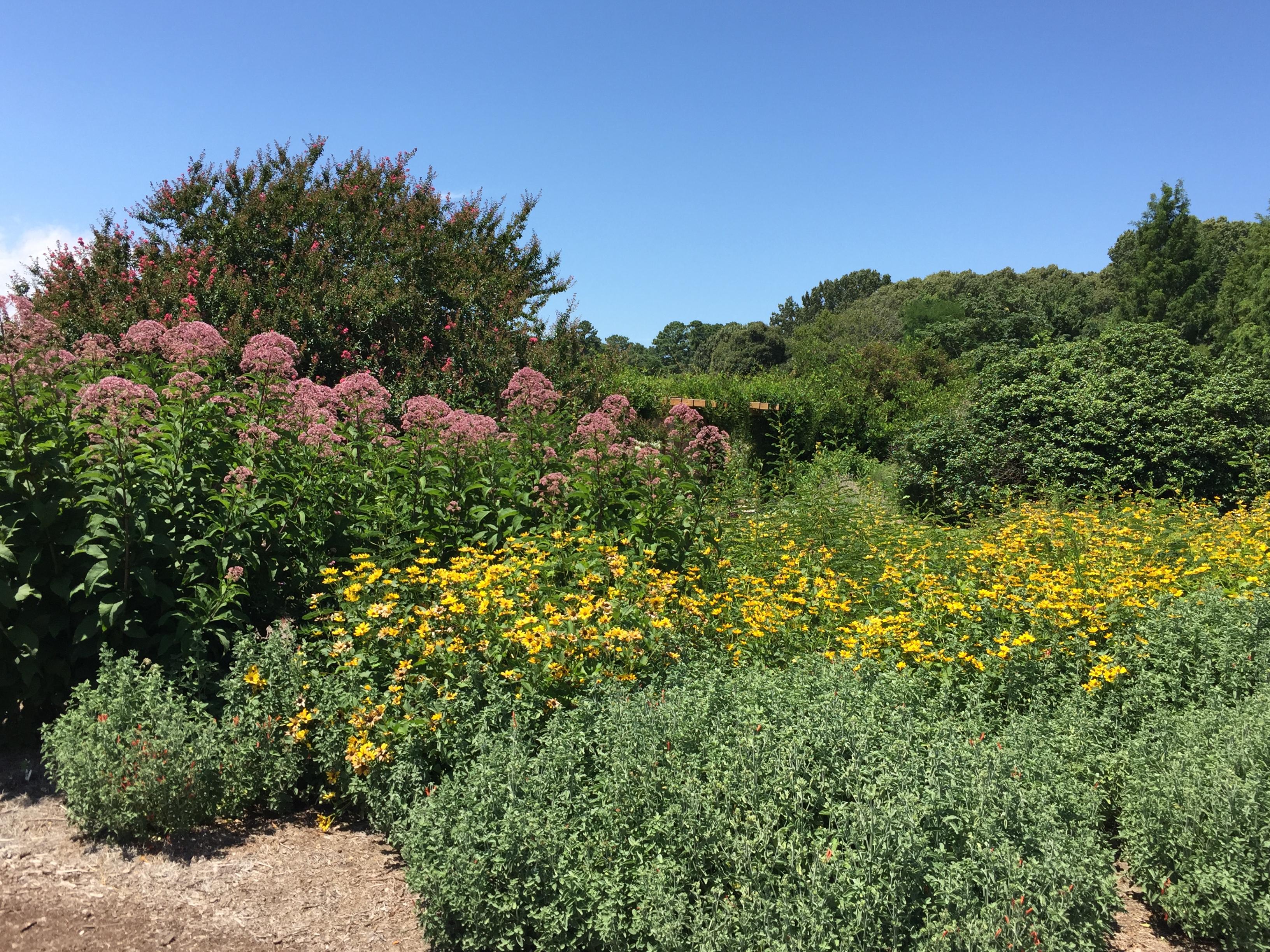Plants are arranged in naturalistic drifts in the Butterfly Garden. Photo © Elaine Mills.