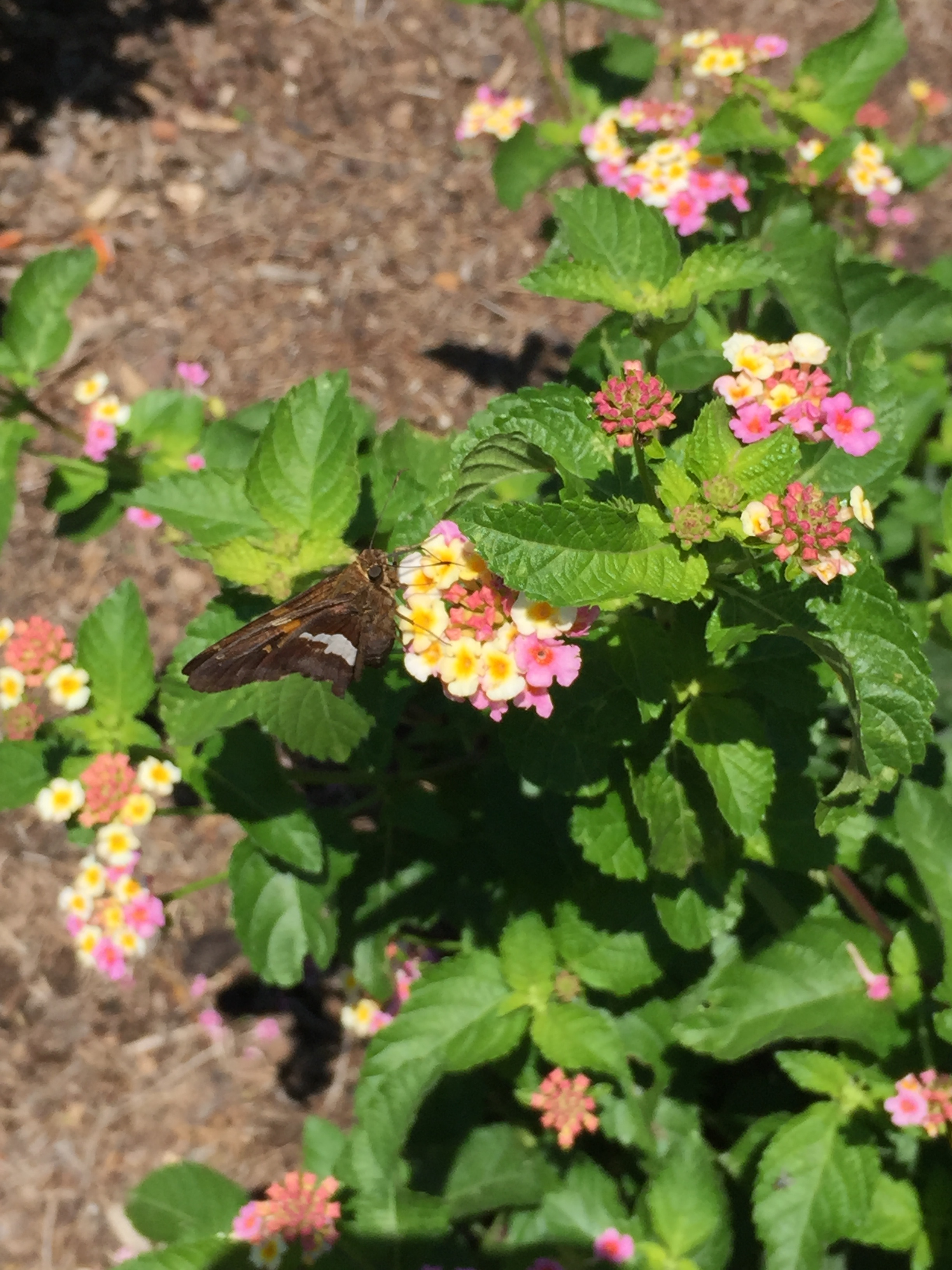 A silver-spotted skipper butterfly visits lantana, one of almost 300 native and non-native plant species in the Butterfly Garden. Photo © 2018 Elaine Mills.