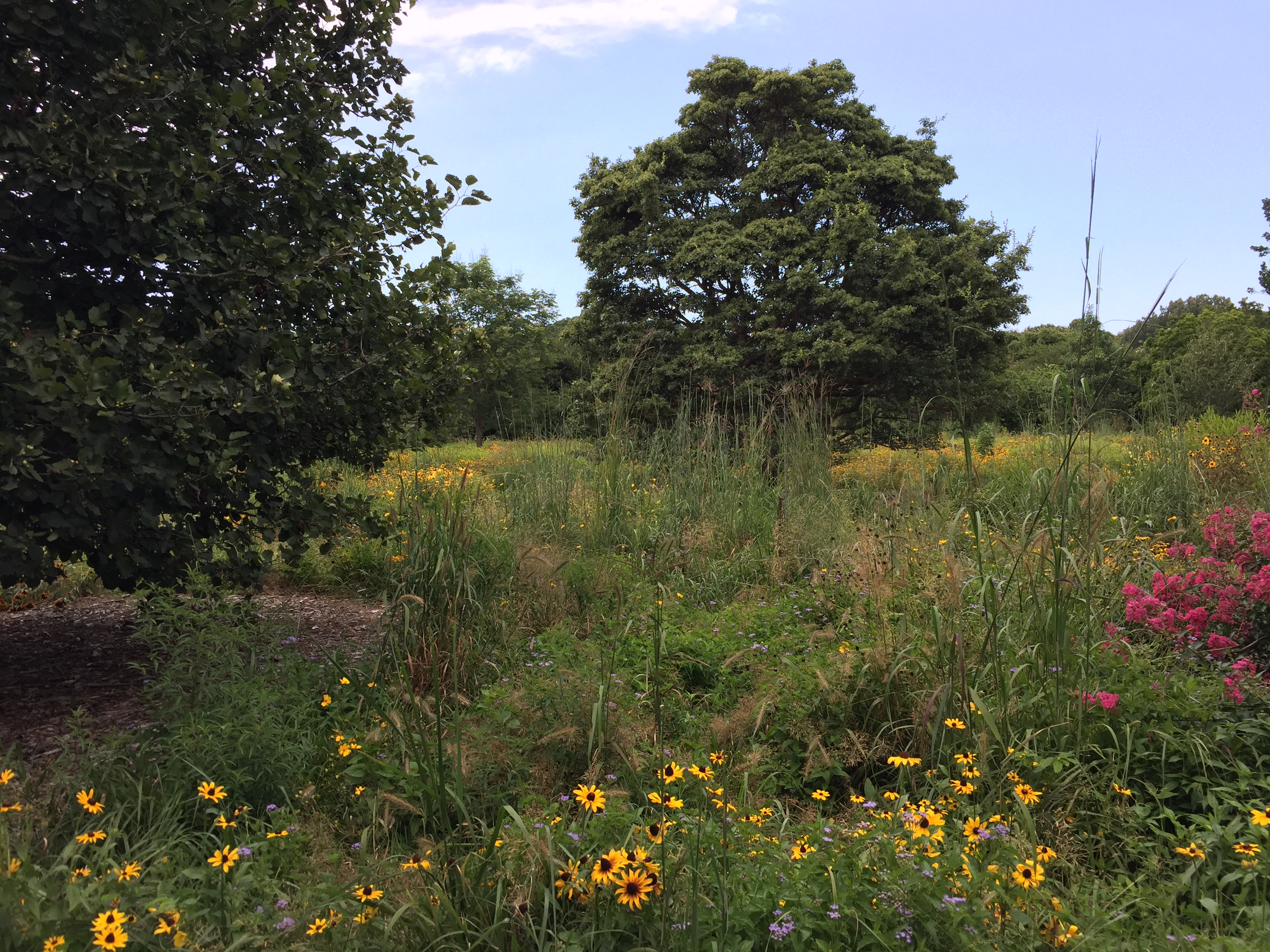 Wildflowers and grasses surround the specimen trees in the Flowering Arboretum. Photo © 2018 Elaine Mills