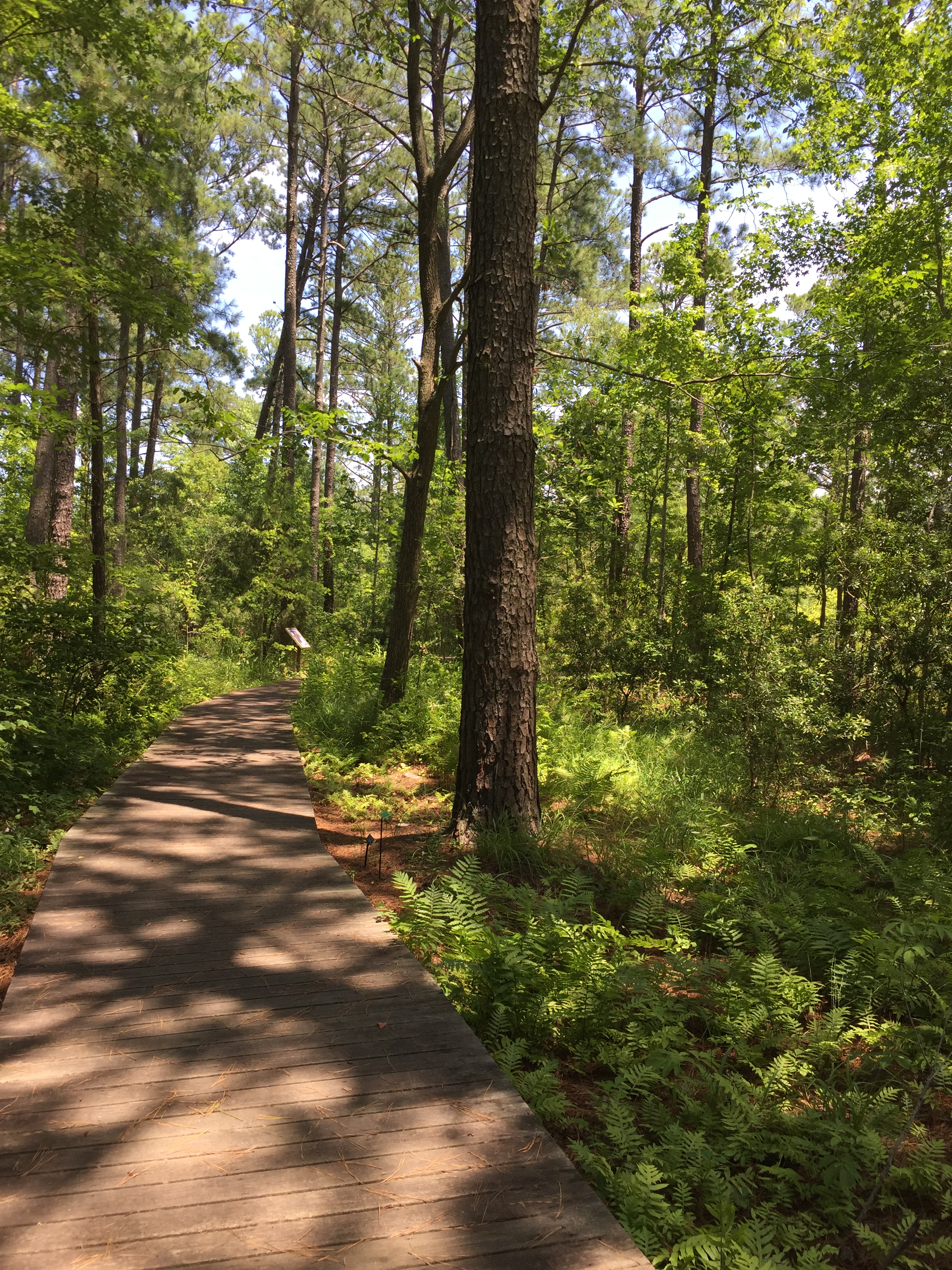 A boardwalk with educational signage introduces coastal forest habitats in the Virginia Native Plant Garden. Photo © 2018 Elaine Mills.
