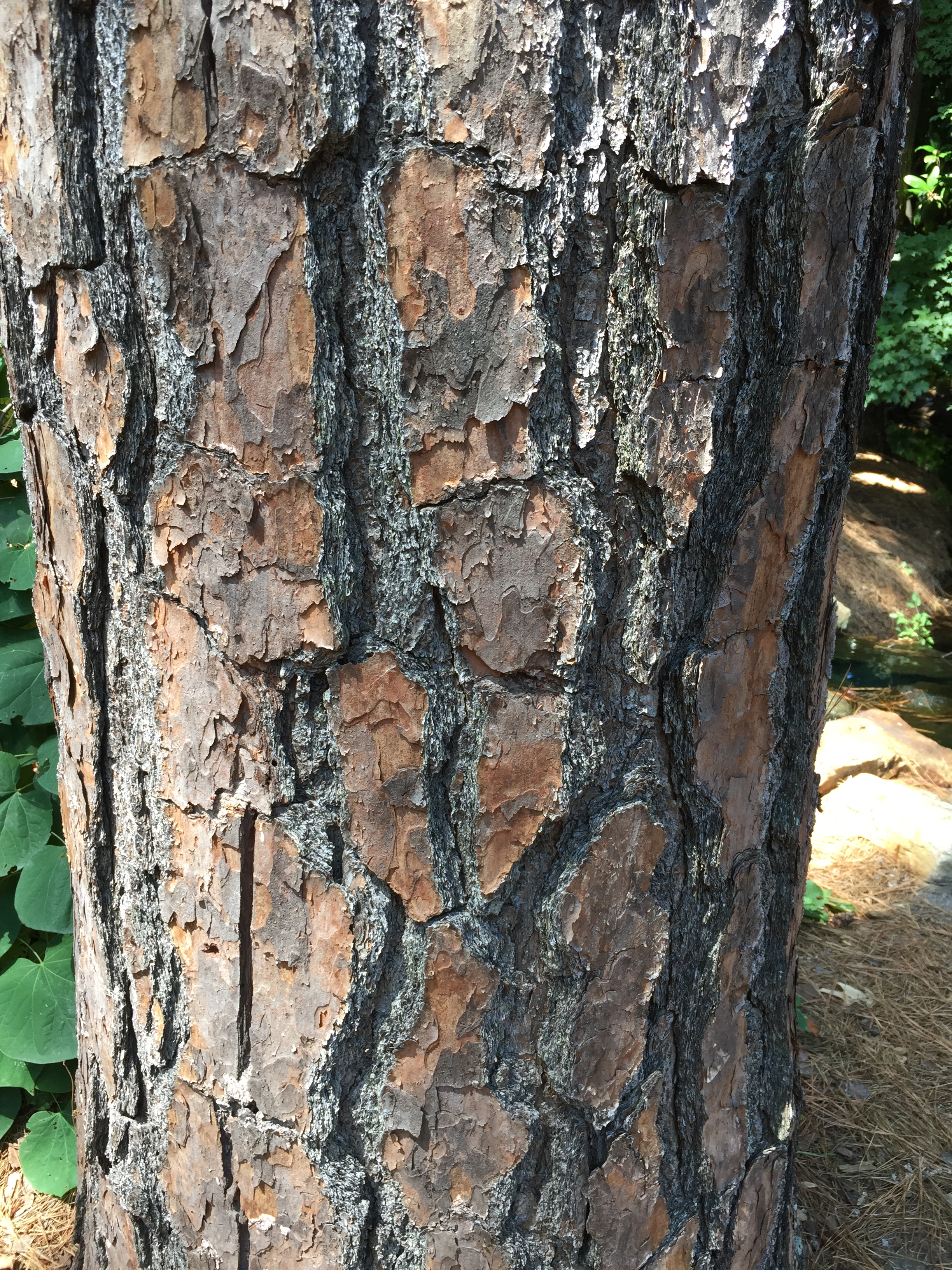 Loblolly pine is one of the key species in swampy coastal forests. Photo © 2018 Elaine Mills.
