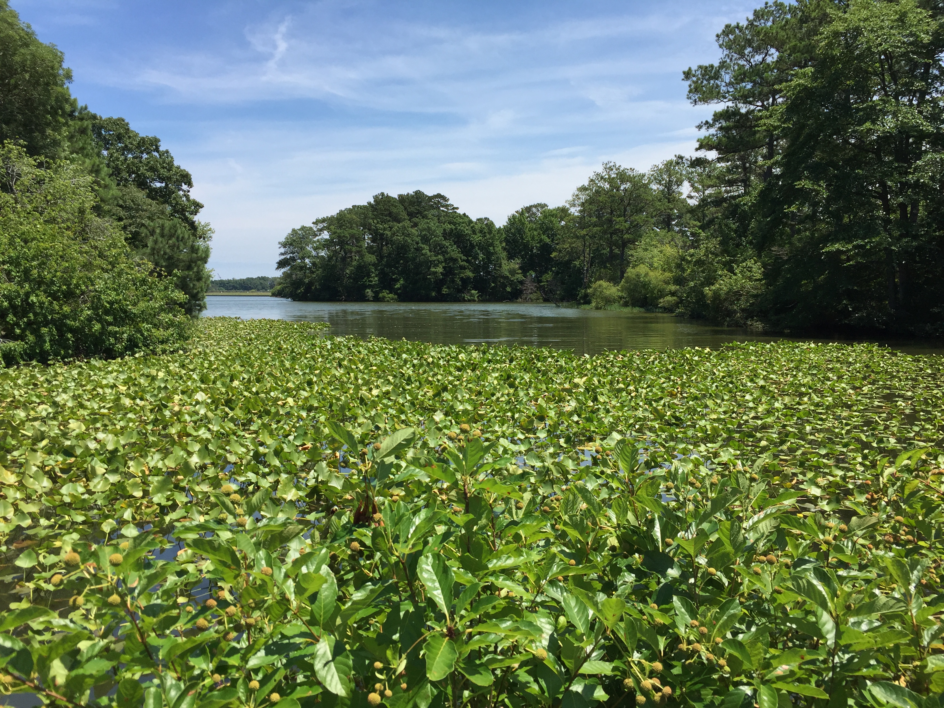 Buttonbush and spatterdock in water bordering the Virginia Native Plant Garden.
Photo © 2018 Elaine Mills.