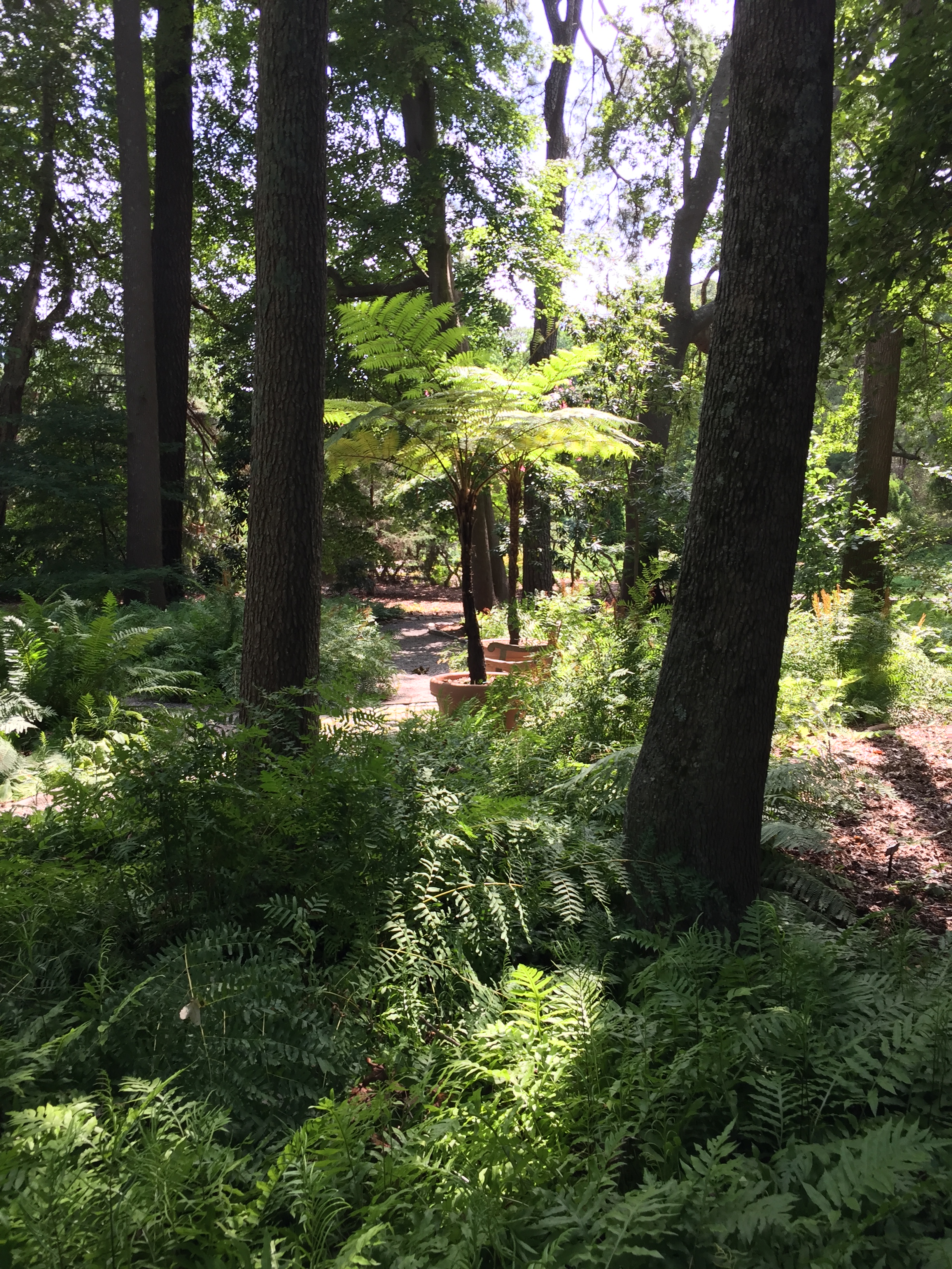 Ferns create a carpet under a canopy of maples, sweetgums, hollies, and pines in the Fern Glade. Photo © 2018 Elaine Mills.