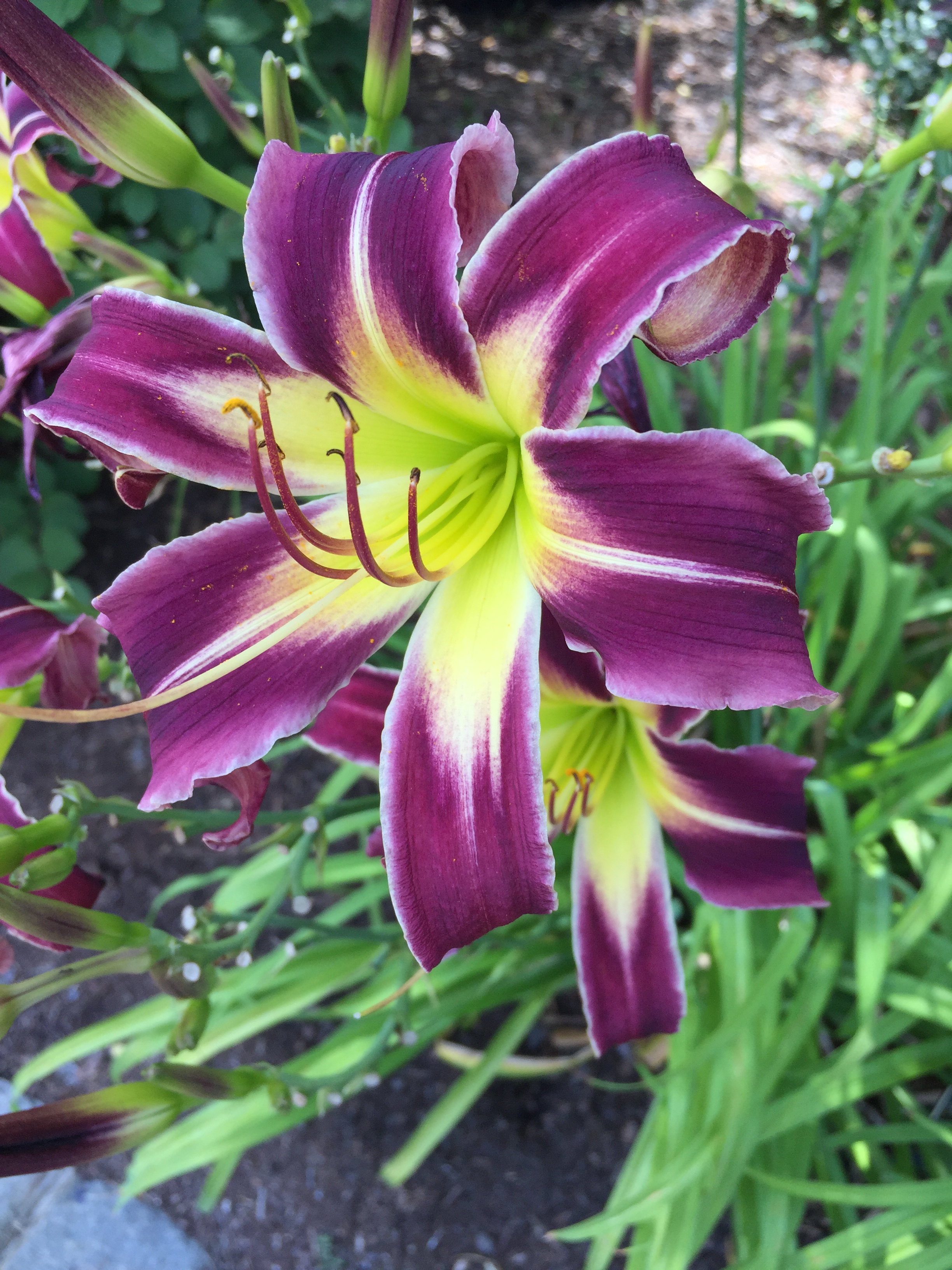 Hemerocallis ‘Eggplant Electricity,’ one of many daylily varieties in the Perennial Garden. Photo © 2018 Elaine Mills