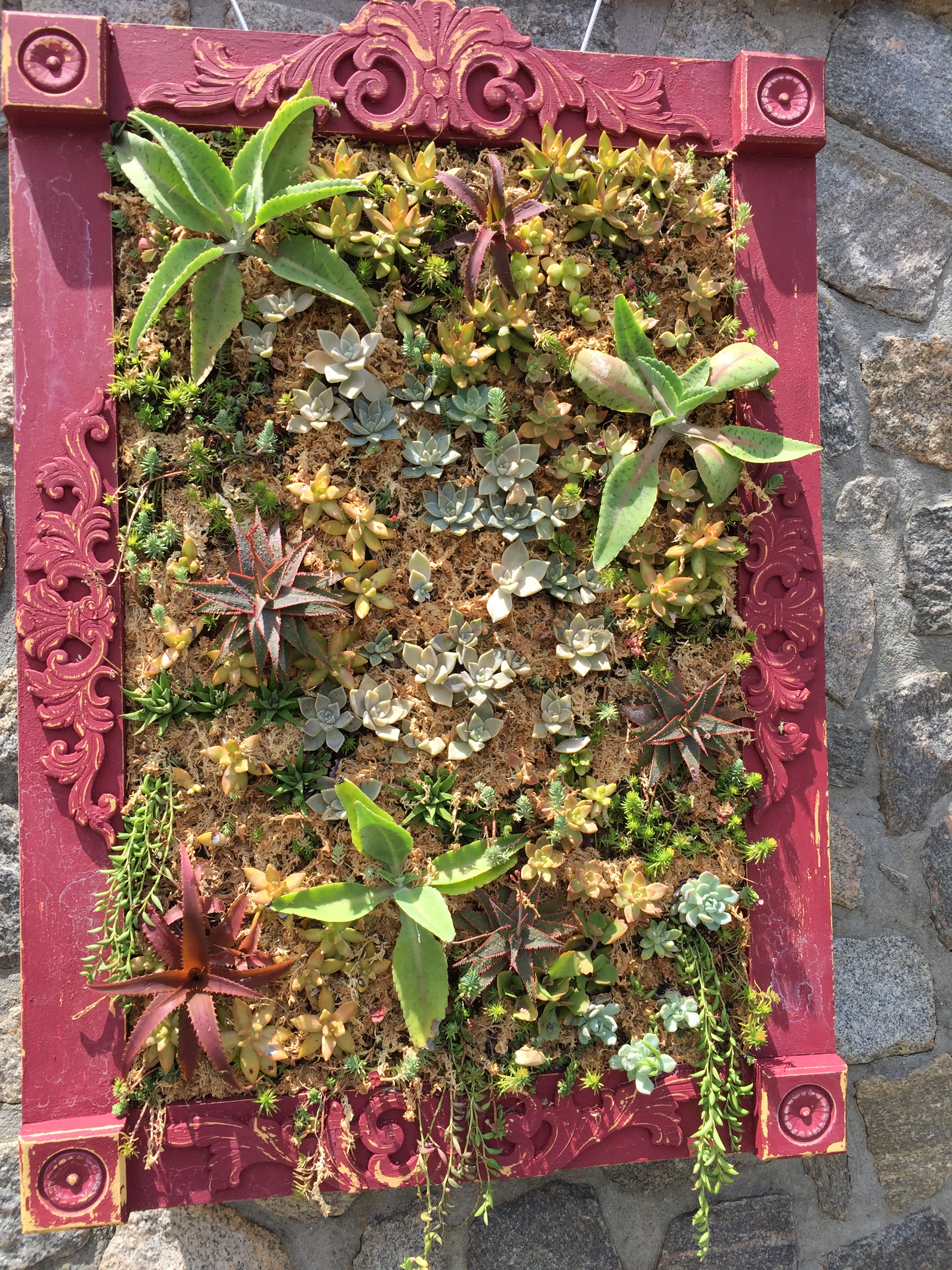 Sedums are framed as art on a wall near the administration building. Photo © 2018 Elaine Mills.