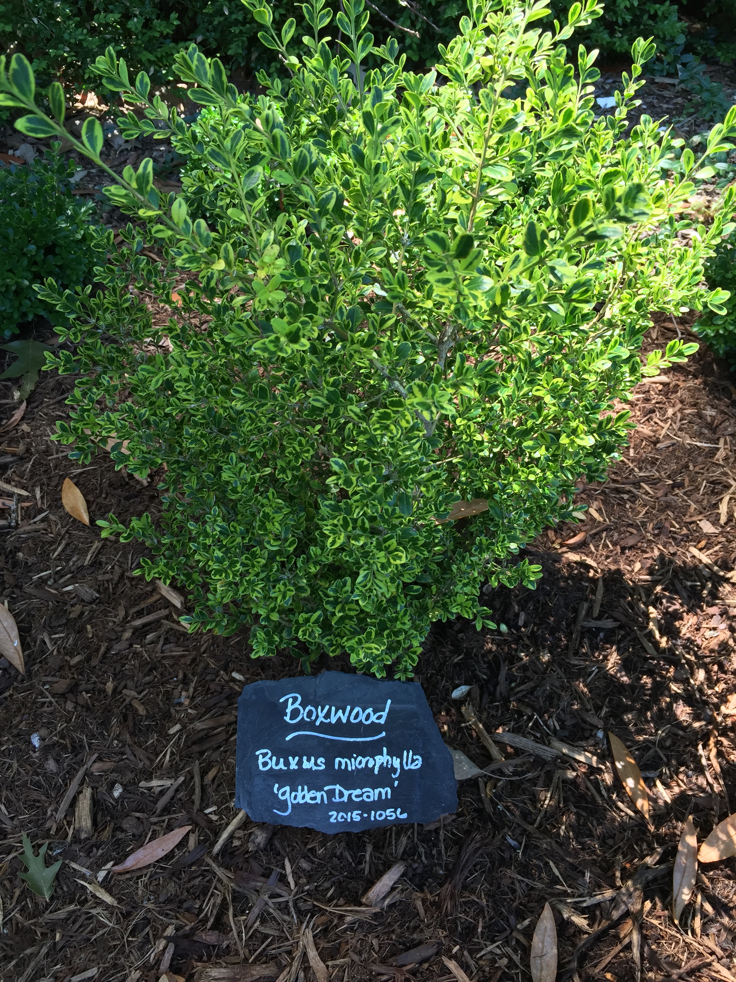 Charming handwritten signs identify plants in the Colonial Herb Garden. Photo © 2018 Elaine Mills.