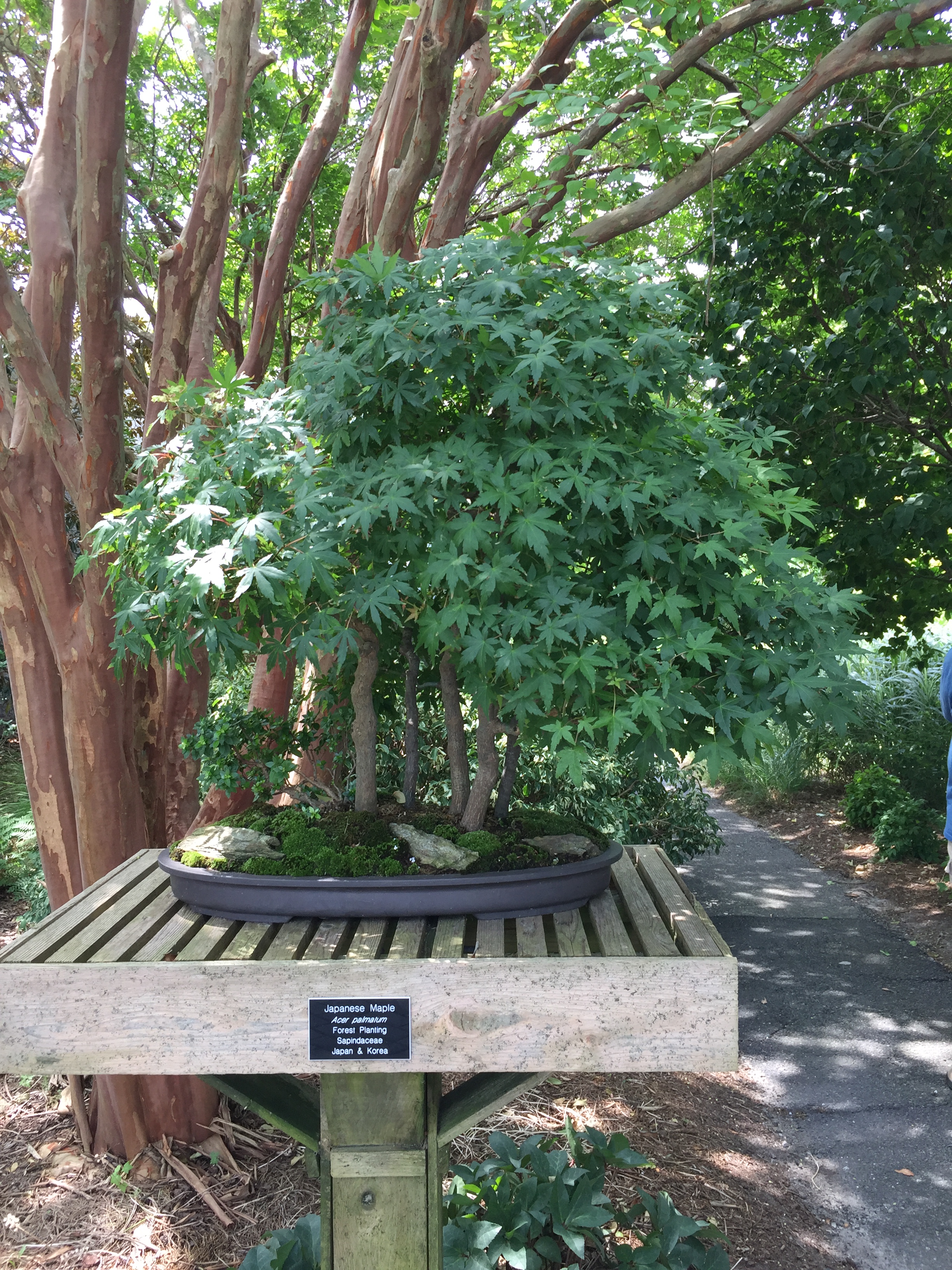 Individual bonsai plants are showcased on pedestals throughout the Japanese Garden. Photo © 2018 Elaine Mills.