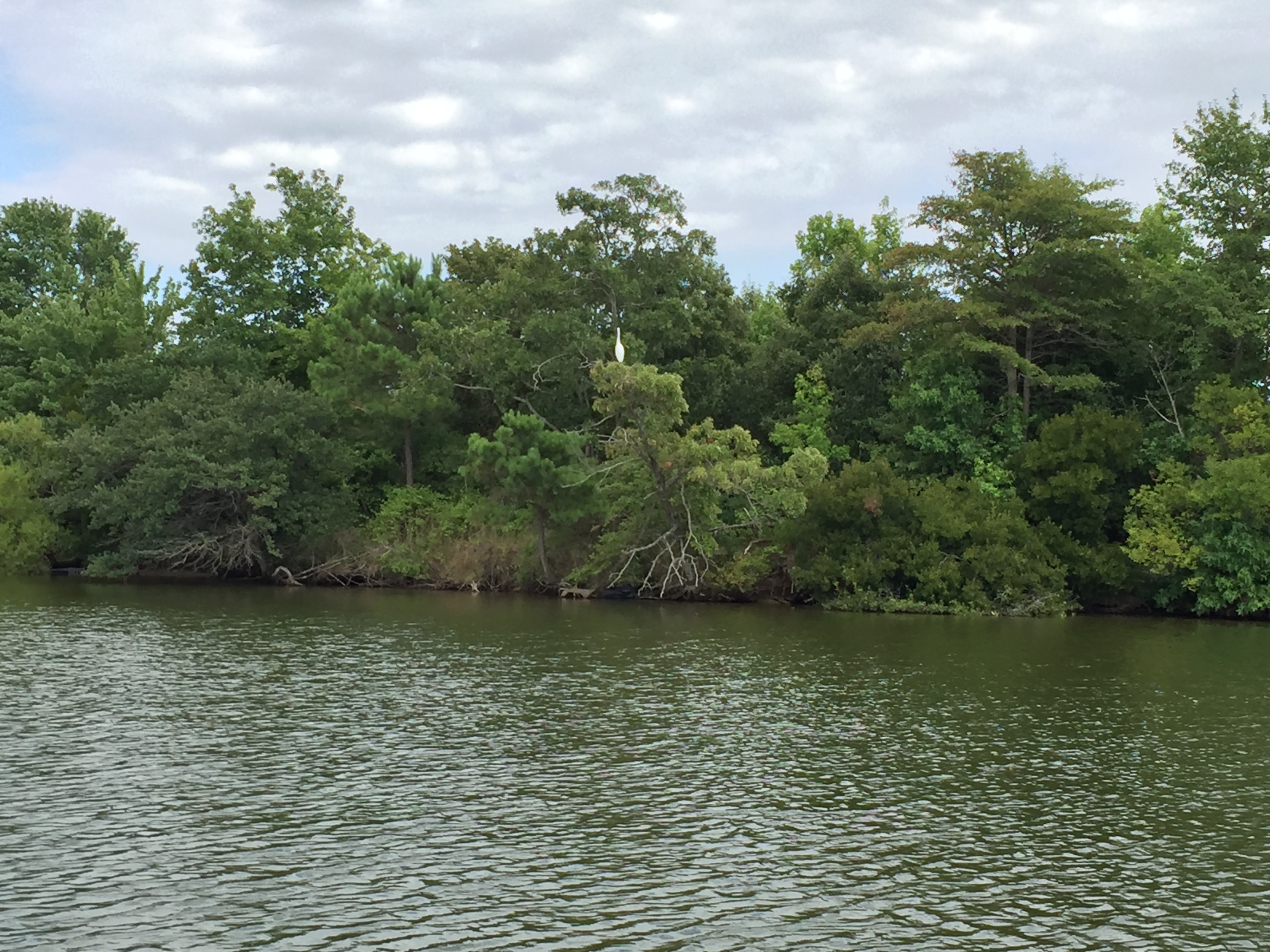 Egrets are often seen on boat tours. Photo © 2018 Elaine Mills.