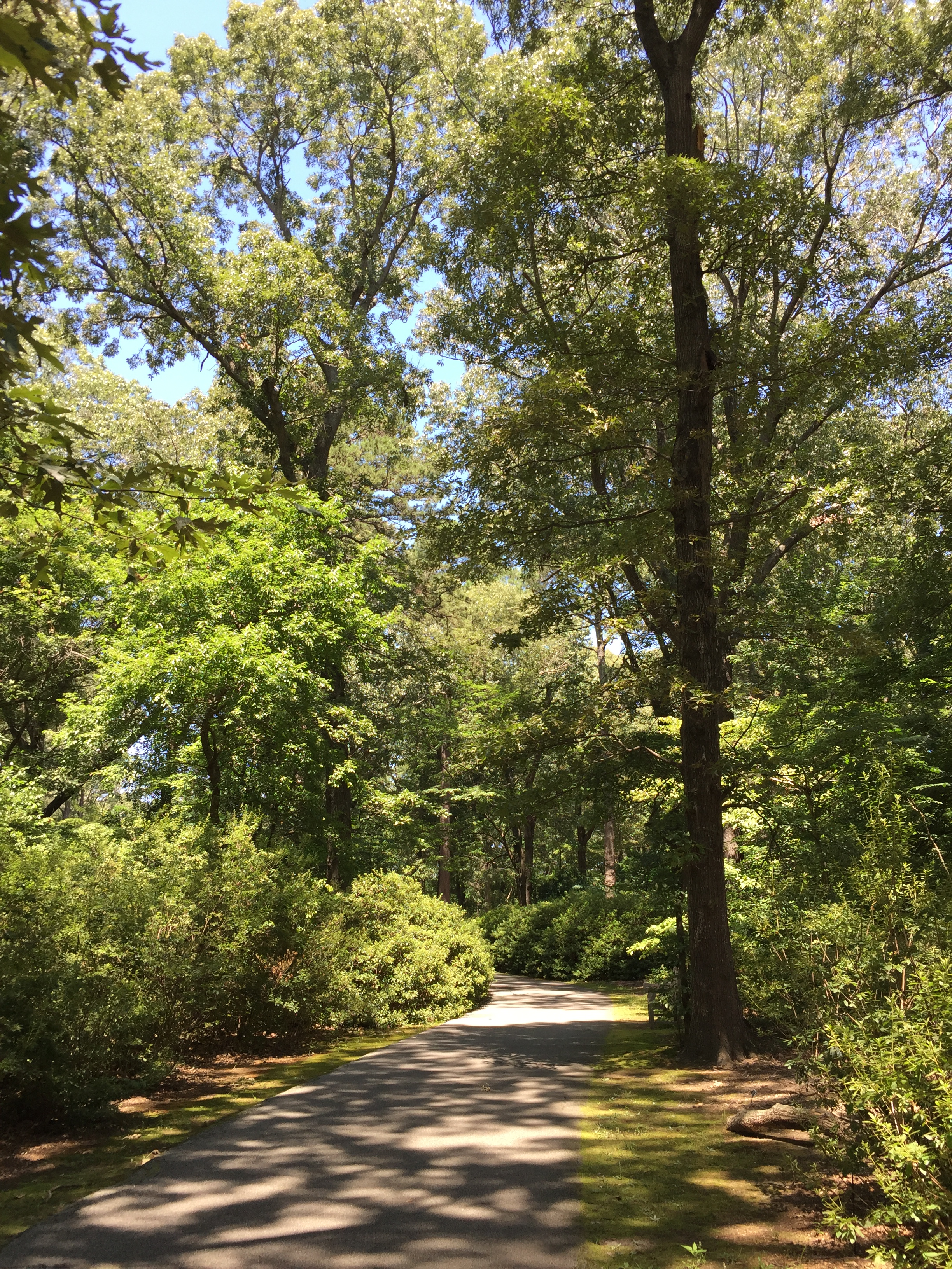 Azaleas form much of the understory of Enchanted Forest. Photo © 2018 Elaine Mills.