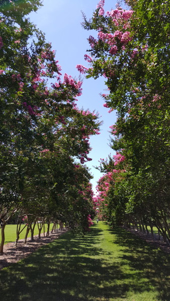 Allée of crapemyrtles in the Flowering Arboretum. Photo © 2018 Bob Kline.