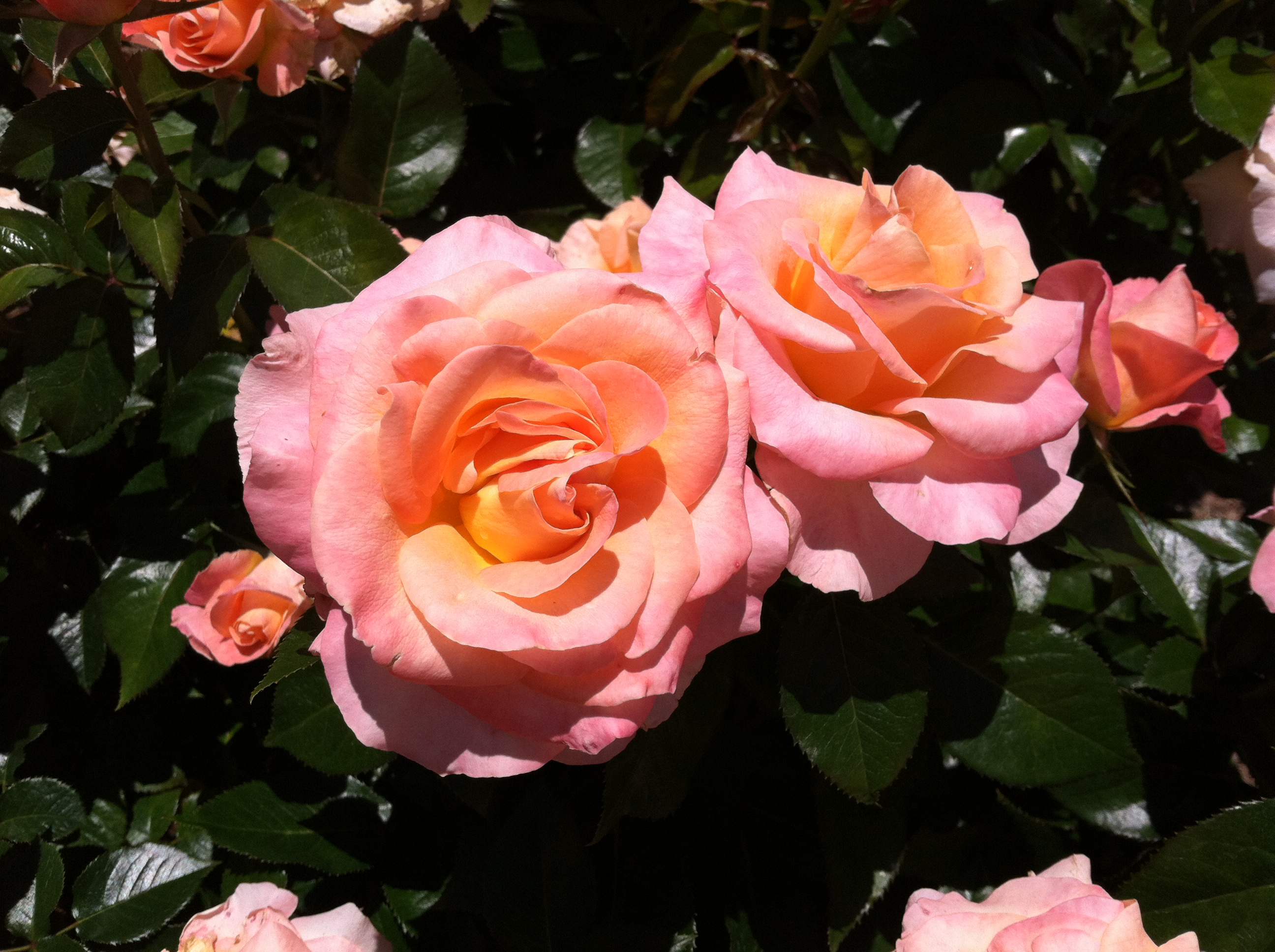 One of the 3,000 rose plants in the garden. Photo © 2013 Alyssa Ford Morel.