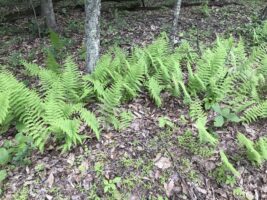 Dennstaedtia punctilobula (hay-scented fern) grows in scattered clusters along straight, very long-creeping rhizomes. Photo © 2018 Berthica Rodriguez-McCleary