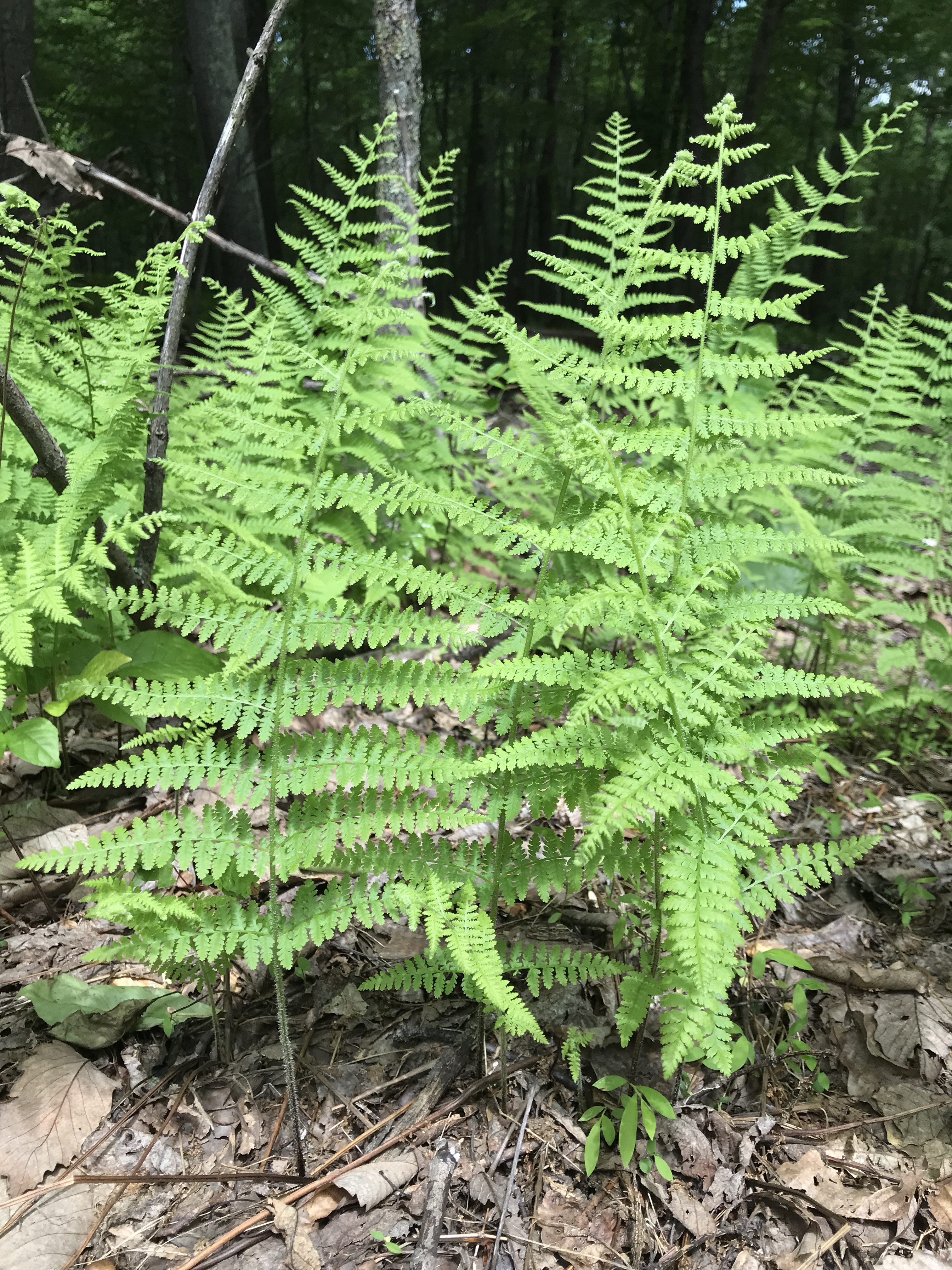 Dennstaedtia punctilobula (hay-scented fern) - West Virginia woods. Photo © 2018 Berthica Rodriguez-McCleary