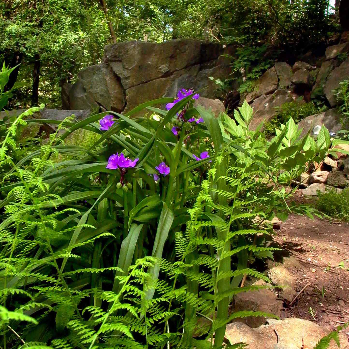 Spiderwort and Hay-scented Ferns in the Shade Garden Photo © 2014 Mary Free