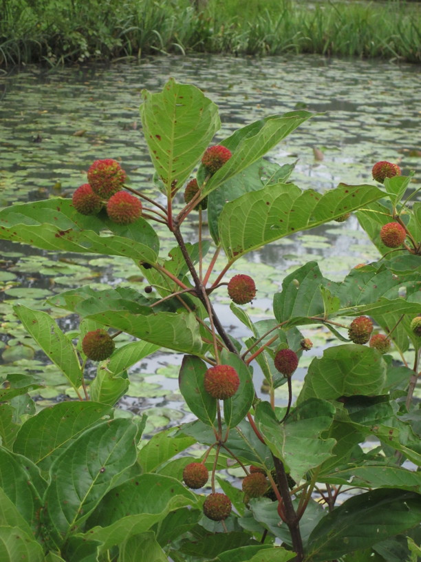 Cephalanthus occidentalis (Buttonbush) fruit in August. Photo by Elaine L. Mills, 2014-08-24, Kenilworth Aquatic Garden.