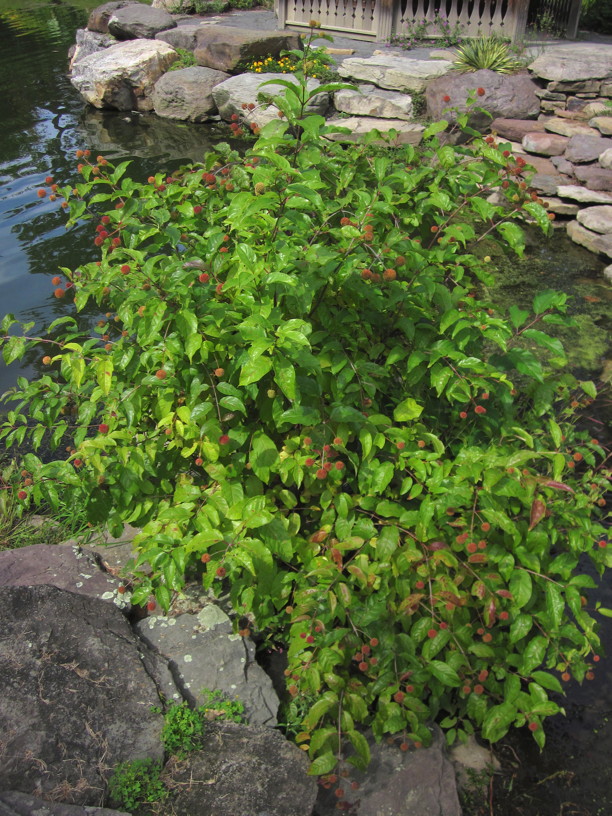 Cephalanthus occidentalis (Buttonbush) in September landscape. Photo by Elaine L. Mills, 2014-09-26, Green Spring Gardens.