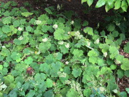 Colony of Heuchera villosa (Hairy Alumroot). Photo by Elaine L. Mills, 2018-09-30, Nature Conservancy Garden.