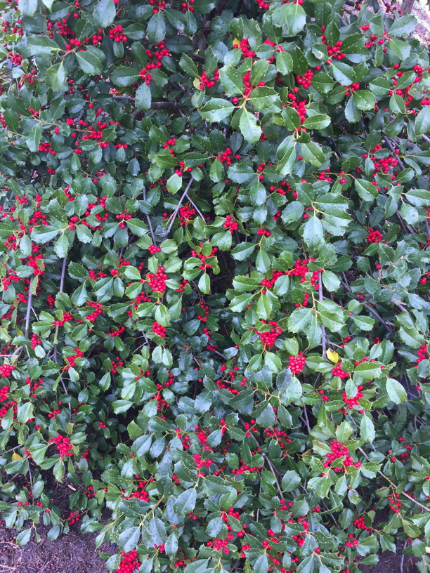 Ilex opaca fruite in Marche. Photo © 2017 Elaine Mills