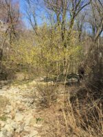Flowering Lindera benzoin (Spicebush) in April.Photo © 2015 Elaine Mills
