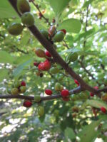 Close-up of Lindera benzoin (Spicebush) drupes. Photo © 2014 Elaine Mills