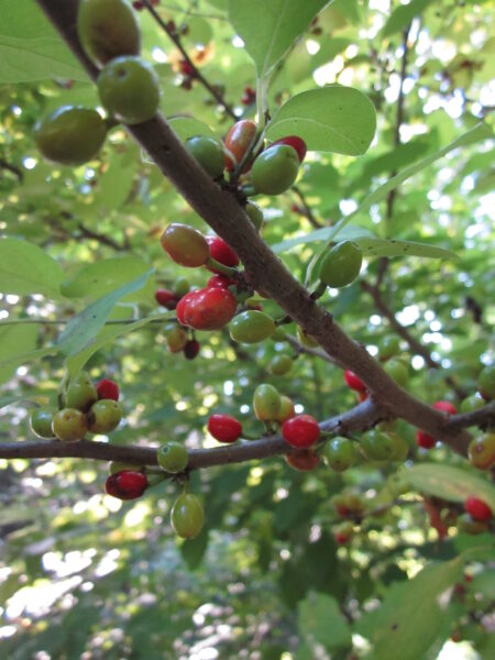 Close-up of Lindera benzoin (Spicebush) drupes. Photo © 2014 Elaine Mills