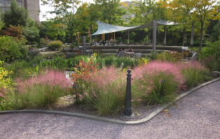 Muhlenbergia capillaris (Hair-awn or Pink Muhly) in September at National Garden, U. S. Botanic Garden.