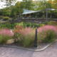 Muhlenbergia capillaris (Hair-awn or Pink Muhly) in September at National Garden, U. S. Botanic Garden.