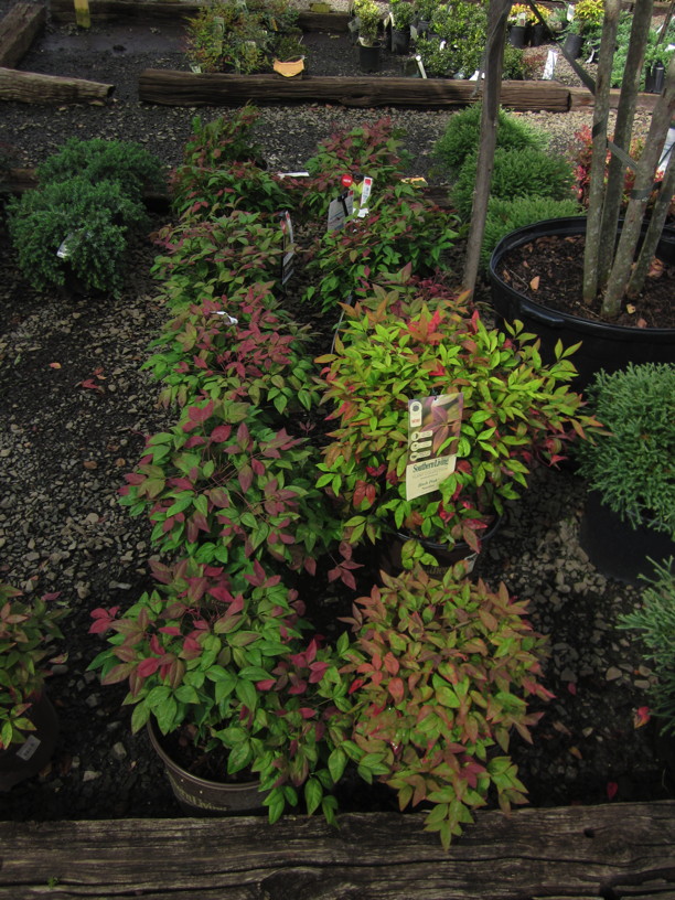 Problem Plant: Nandina in local nursery Photo © Elaine Mills