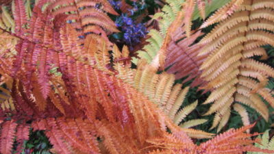 Colors of fall foliage in Cinnamon Fern. Photo by Elaine L. Mills, 2014-10-11, Longwood Gardens.