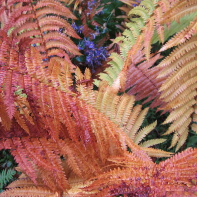 Colors of fall foliage in Cinnamon Fern. Photo by Elaine L. Mills, 2014-10-11, Longwood Gardens.