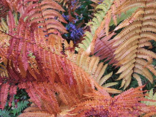 Colors of fall foliage in Cinnamon Fern. Photo by Elaine L. Mills, 2014-10-11, Longwood Gardens.