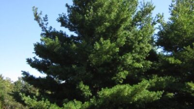 Pinus strobus (Eastern White Pine). Photo © 2018 Elaine Mills