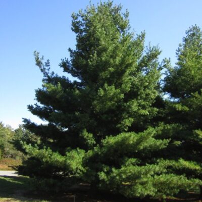 Pinus strobus (Eastern White Pine). Photo © 2018 Elaine Mills