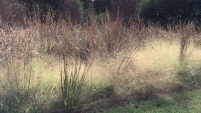 Sorghastrum nutans (Indian Grass) in fall meadow. Photo © 2018 Elaine Mills