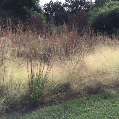 Sorghastrum nutans (Indian Grass) in fall meadow. Photo © 2018 Elaine Mills