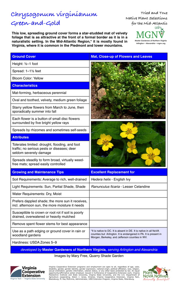 Chrysogonum virginianum, Green-and-Gold Ground Cover Height: 1⁄2–1 foot Spread: 1–11⁄2 feet Bloom Color: Yellow Characteristics Mat-forming, herbaceous perennial Oval and toothed, velvety, medium green foliage Starry yellow flowers from March to June, then sporadically summer into fall Each flower is a button of small disc flowers surrounded by five bright yellow rays Spreads by rhizomes and sometimes self-seeds Attributes Tolerates limited: drought, flooding, and foot traffic; no serious pests or diseases; deer seldom severely damage Spreads steadily to form broad, virtually weed- free mats; spread easily controlled Growing and Maintenance Tips Soil Requirements: Average to rich, well-drained Light Requirements: Sun, Partial Shade, Shade Water Requirements: Dry, Moist Prefers dappled shade; the more sun it receives, incl. afternoon sun, the more moisture it needs Susceptible to crown or root rot if soil is poorly drained, overwatered or heavily mulched Remove spent flower stems for best appearance Use as a path edging or ground cover in rain or woodland gardens It is native to DC. It is absent in DE. It is native in all NoVA counties but Arlington. It is endangered in PA. It is present in Morgan, Berkeley, and Jefferson counties in WV. Hardiness: USDA Zones 5–9 Excellent Replacement for Hedera helix - English Ivy Ranunculus ficaria - Lesser Celandine