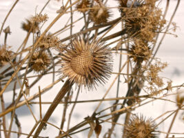 Purple Cone Flower's spiky Seed Heads feed the birds and form a winter tableau. Photo © 2015 Mary Free