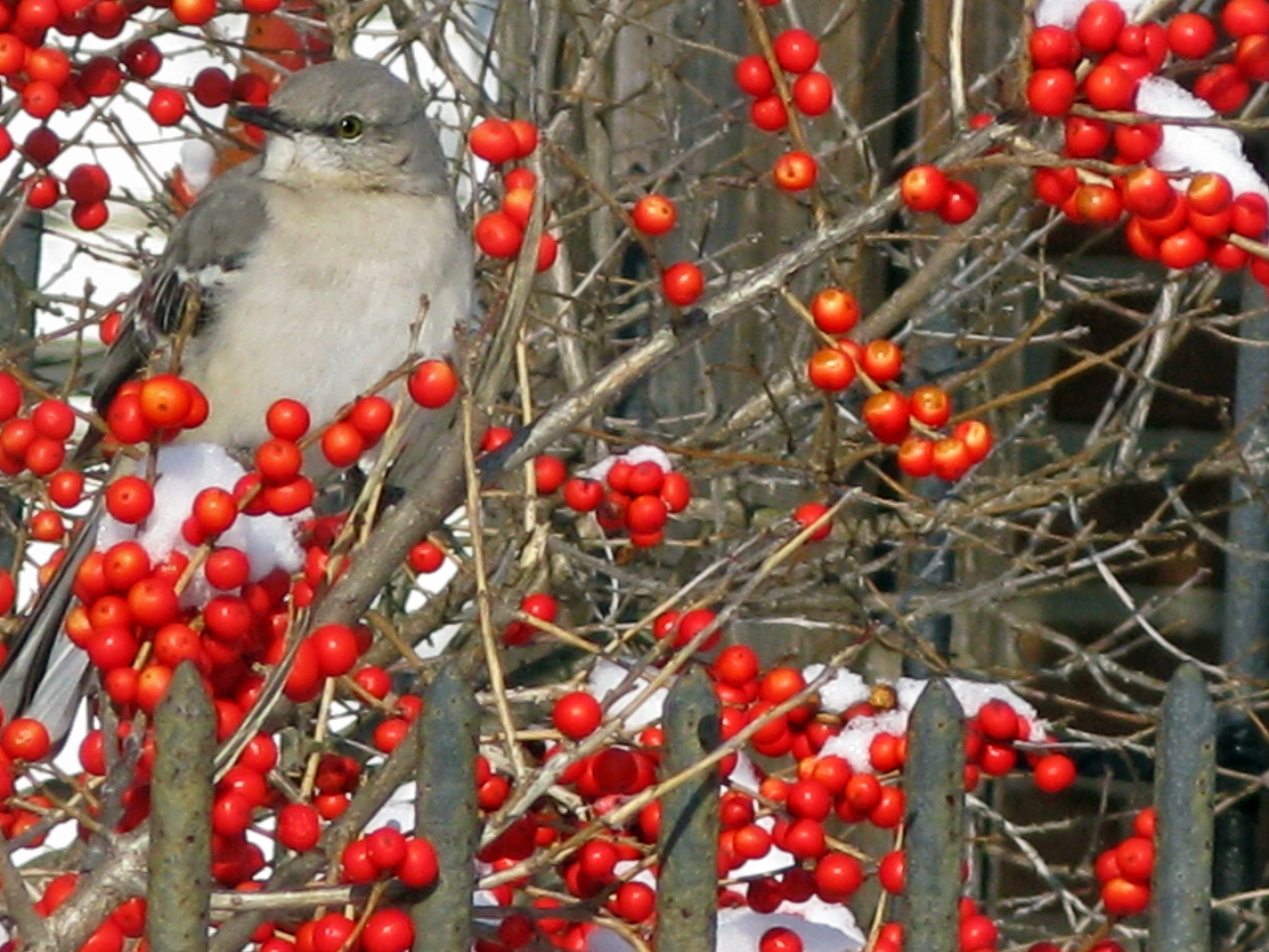 Mockingbird on (Ilex verticillata (Winterberry Holly), protecting its winter 'pantry.'