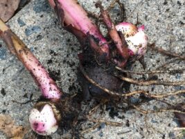 Canna tubers Photo © 2018 Elaine Mills