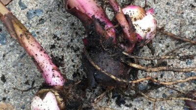 Canna tubers Photo © 2018 Elaine Mills