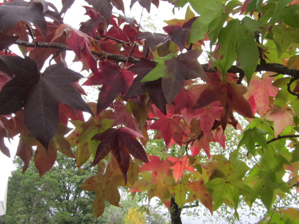 Sweet gum leaves in October.