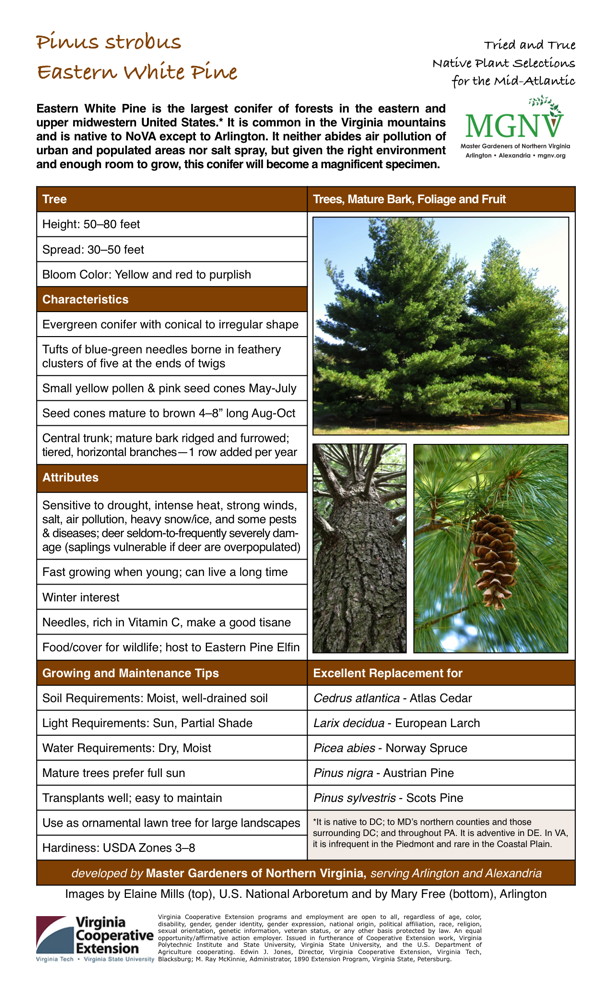 Pinus strobus, Eastern White Pine Tree Height: 50–80 feet Spread: 30–50 feet Bloom Color: Yellow and red to purplish Characteristics Evergreen conifer with conical to irregular shape Tufts of blue-green needles borne in feathery clusters of five at the ends of twigs Small yellow pollen & pink seed cones May-July Seed cones mature to brown 4–8” long Aug-Oct Central trunk; mature bark ridged and furrowed; tiered, horizontal branches—1 row added per year Attributes Sensitive to drought, intense heat, strong winds, salt, air pollution, heavy snow/ice, and some pests & diseases; deer seldom-to-frequently severely dam- age (saplings vulnerable if deer are overpopulated) Fast growing when young; can live a long timeWinter interestNeedles, rich in Vitamin C, make a good tisaneFood/cover for wildlife; host to Eastern Pine Elfin Growing and Maintenance Tips Soil Requirements: Moist, well-drained soil Light Requirements: Sun, Partial Shade Water Requirements: Dry, Moist Mature trees prefer full sun Transplants well; easy to maintain Use as ornamental lawn tree for large landscapes *It is native to DC; to MD’s northern counties and those surrounding DC; and throughout PA. It is adventive in DE. In VA, it is infrequent in the Piedmont and rare in the Coastal Plain. Hardiness: USDA Zones 3–8 Excellent Replacement for Cedrus atlantica - Atlas Cedar Larix decidua - European Larch Picea abies - Norway Spruce Pinus nigra - Austrian Pine Pinus sylvestris - Scots Pine