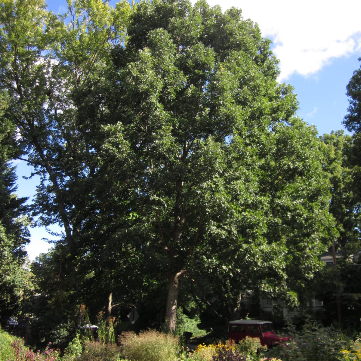 A beautiful Quercus Alba (White Oak) at the Sunny Demonstration garden. Photo © 2014Elaine Mills