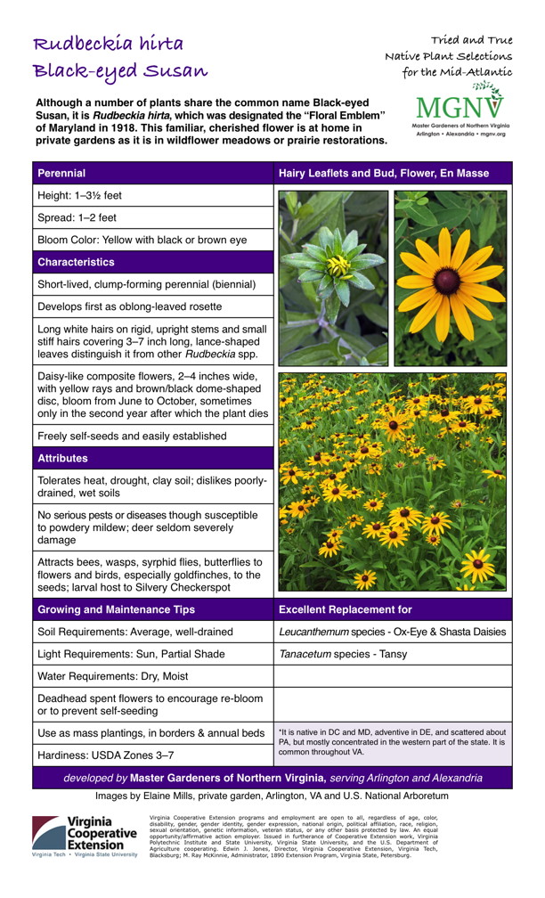Rudbeckia hirta, Black-eyed Susan Perennial Height: 1–31⁄2 feet Spread: 1–2 feet Bloom Color: Yellow with black or brown eye Characteristics Short-lived, clump-forming perennial (biennial) Develops first as oblong-leaved rosette Long white hairs on rigid, upright stems and small stiff hairs covering 3–7 inch long, lance-shaped leaves distinguish it from other Rudbeckia spp. Daisy-like composite flowers, 2–4 inches wide, with yellow rays and brown/black dome-shaped disc, bloom from June to October, sometimes only in the second year after which the plant dies Freely self-seeds and easily established Attributes Tolerates heat, drought, clay soil; dislikes poorly- drained, wet soils No serious pests or diseases though susceptible to powdery mildew; deer seldom severely damage Attracts bees, wasps, syrphid flies, butterflies to flowers and birds, especially goldfinches, to the seeds; larval host to Silvery Checkerspot Growing and Maintenance Tips Soil Requirements: Average, well-drained Light Requirements: Sun, Partial Shade Water Requirements: Dry, Moist Deadhead spent flowers to encourage re-bloom or to prevent self-seeding Use as mass plantings, in borders & annual beds Excellent Replacement for Leucanthemum species - Ox-Eye & Shasta Daisies Tanacetum species - Tansy*It is native in DC and MD, adventive in DE, and scattered about PA, but mostly concentrated in the western part of the state. It is common throughout VA. Hardiness: USDA Zones 3–7