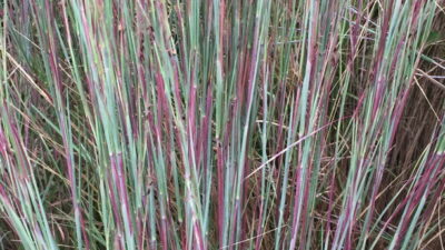 Close up of Schizachyrium scoparium, (Little Bluestem) leaves in September. Photo © 2018 Elaine Mills