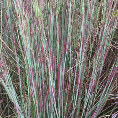 Close up of Schizachyrium scoparium, (Little Bluestem) leaves in September. Photo © 2018 Elaine Mills