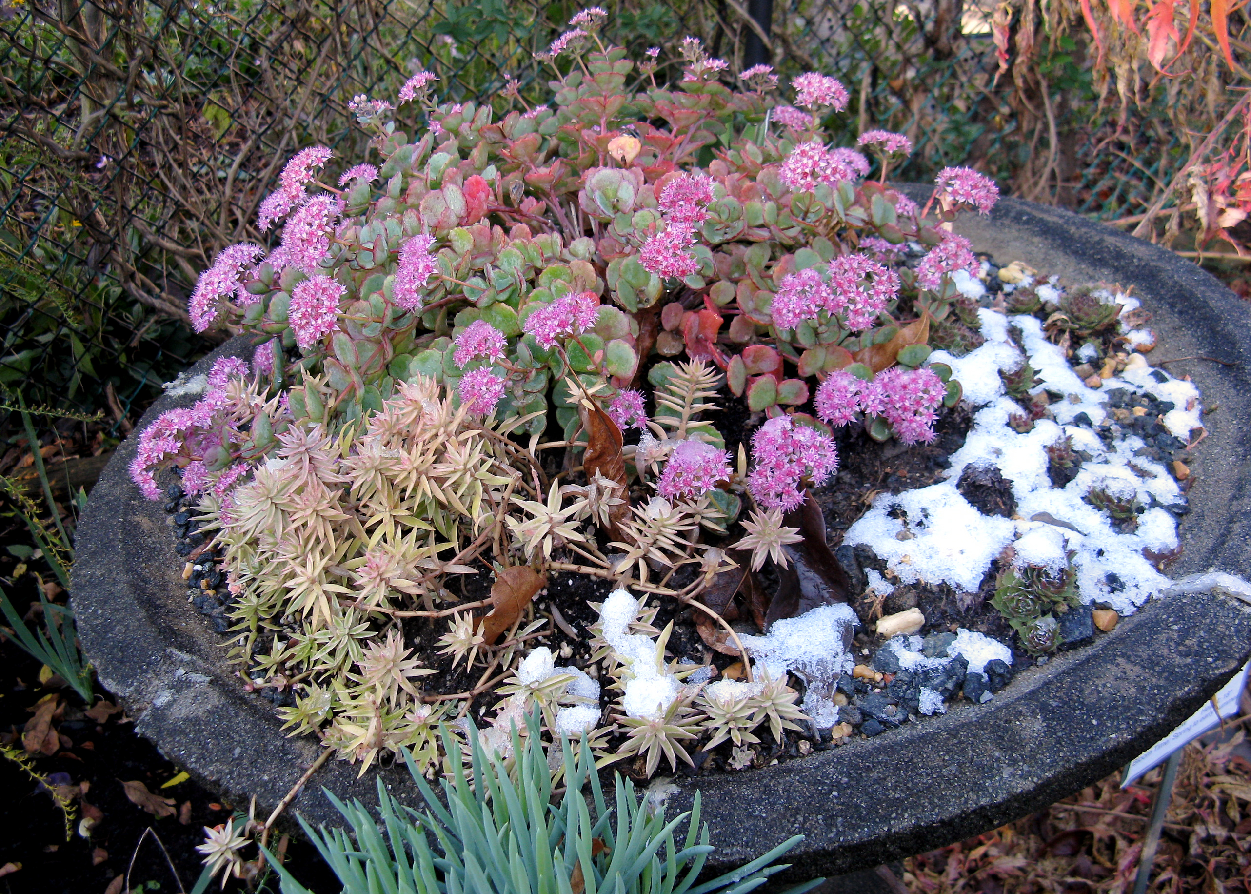 Sedum sieboldii 'Winter Daphne' shows off her fall/winter colors. Photo © Mary Free